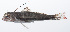  ( - PHISH-587)  @11 [ ] CreativeCommons  Attribution Non-Commercial (by-nc) (2016) Unspecified Smithsonian Institution National Museum of Natural History