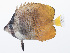  ( - PHISH-593)  @11 [ ] CreativeCommons  Attribution Non-Commercial (by-nc) (2016) Unspecified Smithsonian Institution National Museum of Natural History