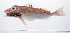  ( - PHISH-625)  @11 [ ] CreativeCommons  Attribution Non-Commercial (by-nc) (2016) Unspecified Smithsonian Institution National Museum of Natural History