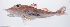  (Pterygotriglinae - PHISH-629)  @11 [ ] CreativeCommons  Attribution Non-Commercial (by-nc) (2016) Unspecified Smithsonian Institution National Museum of Natural History