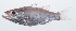  (Acropoma boholensis - PHISH-631)  @11 [ ] CreativeCommons  Attribution Non-Commercial (by-nc) (2016) Unspecified Smithsonian Institution National Museum of Natural History