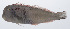  ( - PHISH-644)  @11 [ ] CreativeCommons  Attribution Non-Commercial (by-nc) (2016) Unspecified Smithsonian Institution National Museum of Natural History