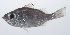  (Malakichthys griseus - PHISH-646)  @11 [ ] CreativeCommons  Attribution Non-Commercial (by-nc) (2016) Unspecified Smithsonian Institution National Museum of Natural History