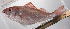  ( - PHISH-664)  @11 [ ] CreativeCommons  Attribution Non-Commercial (by-nc) (2016) Unspecified Smithsonian Institution National Museum of Natural History