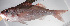  ( - PHISH-664)  @11 [ ] CreativeCommons  Attribution Non-Commercial (by-nc) (2016) Unspecified Smithsonian Institution National Museum of Natural History