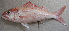  ( - PHISH-664)  @11 [ ] CreativeCommons  Attribution Non-Commercial (by-nc) (2016) Unspecified Smithsonian Institution National Museum of Natural History