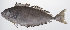  ( - PHISH-669)  @11 [ ] CreativeCommons  Attribution Non-Commercial (by-nc) (2016) Unspecified Smithsonian Institution National Museum of Natural History