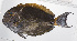  ( - PHISH-672)  @11 [ ] CreativeCommons  Attribution Non-Commercial (by-nc) (2016) Unspecified Smithsonian Institution National Museum of Natural History