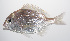  (Dentex abei - PHISH-679)  @11 [ ] CreativeCommons  Attribution Non-Commercial (by-nc) (2016) Unspecified Smithsonian Institution National Museum of Natural History