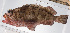  (Epinephelus kupangensis - PHISH-681)  @11 [ ] CreativeCommons  Attribution Non-Commercial (by-nc) (2016) Unspecified Smithsonian Institution National Museum of Natural History