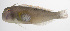  ( - PHISH-685)  @11 [ ] CreativeCommons  Attribution Non-Commercial (by-nc) (2016) Unspecified Smithsonian Institution National Museum of Natural History