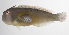  ( - PHISH-688)  @11 [ ] CreativeCommons  Attribution Non-Commercial (by-nc) (2016) Unspecified Smithsonian Institution National Museum of Natural History