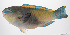  ( - PHISH-716)  @11 [ ] CreativeCommons  Attribution Non-Commercial (by-nc) (2016) Unspecified Smithsonian Institution National Museum of Natural History