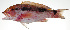  ( - PI-0025)  @11 [ ] CreativeCommons  Attribution Non-Commercial (by-nc) (2011) Unspecified Smithsonian Institution National Museum of Natural History