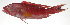  ( - PI-0031)  @11 [ ] CreativeCommons  Attribution Non-Commercial (by-nc) (2011) Unspecified Smithsonian Institution National Museum of Natural History
