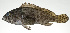  ( - PI-0062)  @11 [ ] CreativeCommons  Attribution Non-Commercial (by-nc) (2011) Unspecified Smithsonian Institution National Museum of Natural History