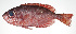  ( - PI-0105)  @11 [ ] CreativeCommons  Attribution Non-Commercial (by-nc) (2011) Unspecified Smithsonian Institution National Museum of Natural History