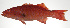  ( - PI-0163)  @11 [ ] CreativeCommons  Attribution Non-Commercial (by-nc) (2011) Unspecified Smithsonian Institution National Museum of Natural History