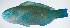  ( - PI-0216)  @11 [ ] CreativeCommons  Attribution Non-Commercial (by-nc) (2011) Unspecified Smithsonian Institution National Museum of Natural History