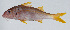  ( - PI-0236)  @11 [ ] CreativeCommons  Attribution Non-Commercial (by-nc) (2011) Unspecified Smithsonian Institution National Museum of Natural History