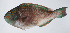  ( - PI-0269)  @11 [ ] CreativeCommons  Attribution Non-Commercial (by-nc) (2011) Unspecified Smithsonian Institution National Museum of Natural History