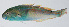  ( - PI-0291)  @11 [ ] CreativeCommons  Attribution Non-Commercial (by-nc) (2011) Unspecified Smithsonian Institution National Museum of Natural History
