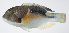  ( - PI-0292)  @11 [ ] CreativeCommons  Attribution Non-Commercial (by-nc) (2011) Unspecified Smithsonian Institution National Museum of Natural History