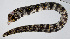  ( - PI-0296)  @11 [ ] CreativeCommons  Attribution Non-Commercial (by-nc) (2011) Unspecified Smithsonian Institution National Museum of Natural History