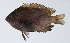  ( - PI-0309)  @11 [ ] CreativeCommons  Attribution Non-Commercial (by-nc) (2011) Unspecified Smithsonian Institution National Museum of Natural History
