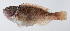  ( - PI-0349)  @11 [ ] CreativeCommons  Attribution Non-Commercial (by-nc) (2011) Unspecified Smithsonian Institution National Museum of Natural History