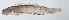  ( - PI-0408)  @11 [ ] CreativeCommons  Attribution Non-Commercial (by-nc) (2011) Unspecified Smithsonian Institution National Museum of Natural History