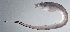  ( - PI-0425)  @11 [ ] CreativeCommons  Attribution Non-Commercial (by-nc) (2011) Unspecified Smithsonian Institution National Museum of Natural History