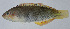  ( - PI-0437)  @11 [ ] CreativeCommons  Attribution Non-Commercial (by-nc) (2011) Unspecified Smithsonian Institution National Museum of Natural History