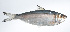  (Sardinella hualiensis - PI-0455)  @11 [ ] CreativeCommons  Attribution Non-Commercial (by-nc) (2011) Unspecified Smithsonian Institution National Museum of Natural History