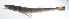  ( - RP-148)  @11 [ ] CreativeCommons  Attribution Non-Commercial (by-nc) (2012) Unspecified Smithsonian Institution National Museum of Natural History