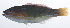  ( - RP-205)  @11 [ ] CreativeCommons  Attribution Non-Commercial (by-nc) (2012) Unspecified Smithsonian Institution National Museum of Natural History