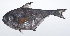  ( - RP-252)  @11 [ ] CreativeCommons  Attribution Non-Commercial (by-nc) (2012) Unspecified Smithsonian Institution National Museum of Natural History