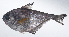  ( - RP-254)  @11 [ ] CreativeCommons  Attribution Non-Commercial (by-nc) (2012) Unspecified Smithsonian Institution National Museum of Natural History