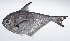  ( - RP-255)  @11 [ ] CreativeCommons  Attribution Non-Commercial (by-nc) (2012) Unspecified Smithsonian Institution National Museum of Natural History