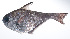  ( - RP-216)  @11 [ ] CreativeCommons  Attribution Non-Commercial (by-nc) (2012) Unspecified Smithsonian Institution National Museum of Natural History