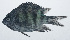  ( - RP-013)  @11 [ ] CreativeCommons  Attribution Non-Commercial (by-nc) (2012) Unspecified Smithsonian Institution National Museum of Natural History
