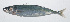  ( - RP-031)  @11 [ ] CreativeCommons  Attribution Non-Commercial (by-nc) (2012) Unspecified Smithsonian Institution National Museum of Natural History