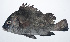  ( - RP-037)  @11 [ ] CreativeCommons  Attribution Non-Commercial (by-nc) (2012) Unspecified Smithsonian Institution National Museum of Natural History