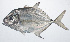  ( - RP-040)  @11 [ ] CreativeCommons  Attribution Non-Commercial (by-nc) (2012) Unspecified Smithsonian Institution National Museum of Natural History