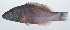  ( - RP-067)  @11 [ ] CreativeCommons  Attribution Non-Commercial (by-nc) (2012) Unspecified Smithsonian Institution National Museum of Natural History