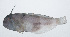  ( - RP-070)  @11 [ ] CreativeCommons  Attribution Non-Commercial (by-nc) (2012) Unspecified Smithsonian Institution National Museum of Natural History