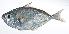  ( - RP-123)  @11 [ ] CreativeCommons  Attribution Non-Commercial (by-nc) (2012) Unspecified Smithsonian Institution National Museum of Natural History