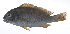  ( - RP-124)  @11 [ ] CreativeCommons  Attribution Non-Commercial (by-nc) (2012) Unspecified Smithsonian Institution National Museum of Natural History