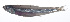 ( - RP-126)  @11 [ ] CreativeCommons  Attribution Non-Commercial (by-nc) (2012) Unspecified Smithsonian Institution National Museum of Natural History