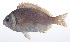  ( - RP-168)  @11 [ ] CreativeCommons  Attribution Non-Commercial (by-nc) (2012) Unspecified Smithsonian Institution National Museum of Natural History